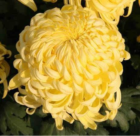 记得在国外打败老干妈的“菊花神药”-马应龙痔疮膏吗？我把他挤到小朋友的鼻子里了……