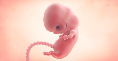 胎儿每周的发育及孕期保健（一）早孕期