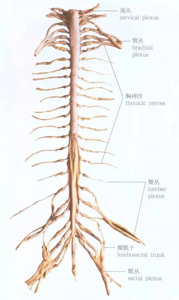 颈椎病分7种快来看看你是哪一类,颈椎病常见的这五种分型您了解吗