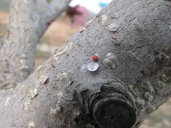 农技助春耕视频大全,苹果园二月份管理要点