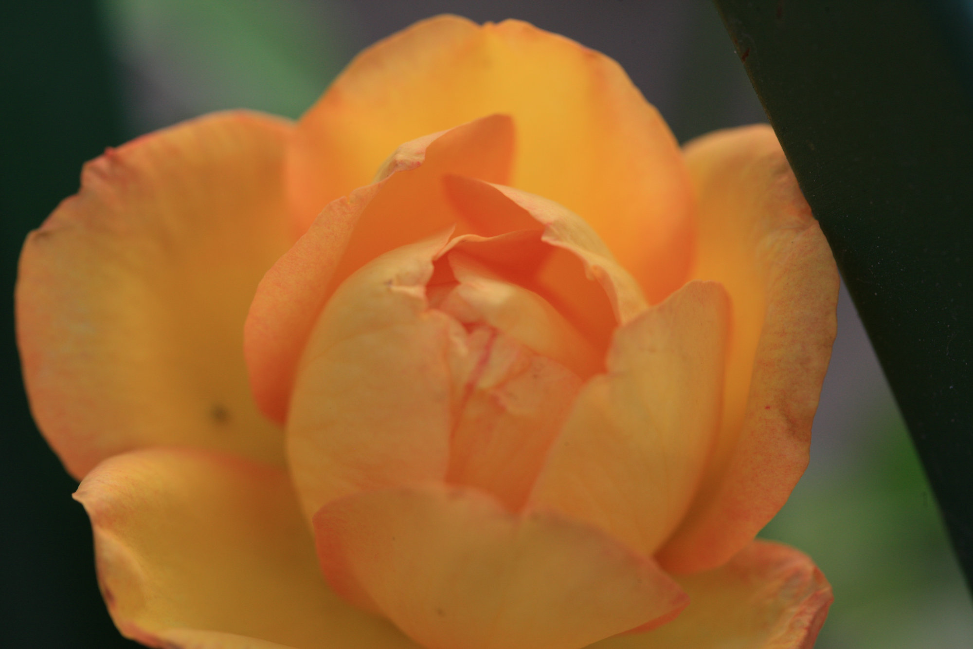 失眠怎样用黛力新,黛力新早上几点吃对睡眠最好