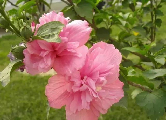 三色木槿的养殖方法和注意事项,木槿和三角梅哪个好养活