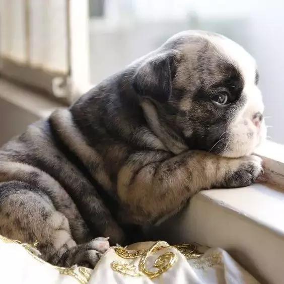 英牛适合在室内养吗,英牛到底好不好养