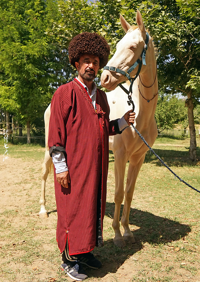 土库曼斯坦血统最纯的汗血宝马,土库曼斯坦最顶级汗血宝马