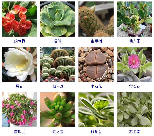 适合阳台养的多肉植物有哪些,100种常用多肉植物