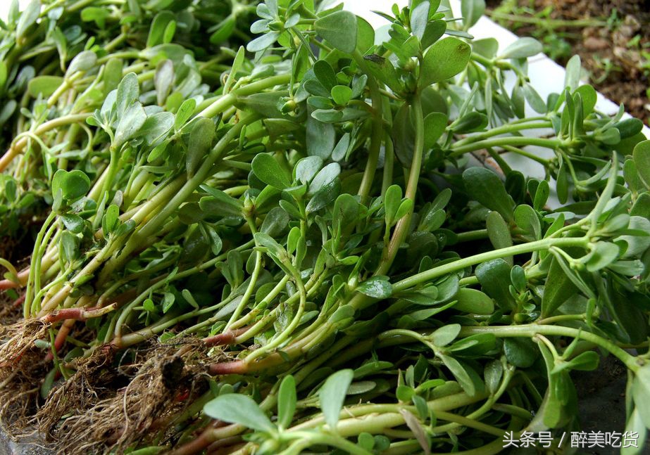 马齿苋可以天天吃吗有副作用吗,马齿苋吃多了有什么副作用没有