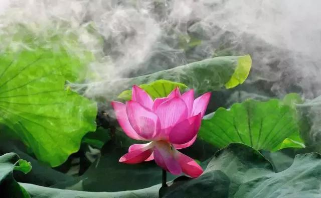 金华十大赏花景点排名,金华荷花景点大全