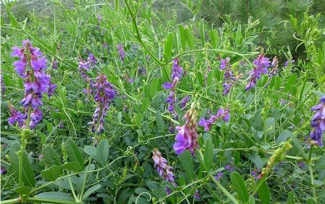 散文朗读欣赏野花,散文鼓乐