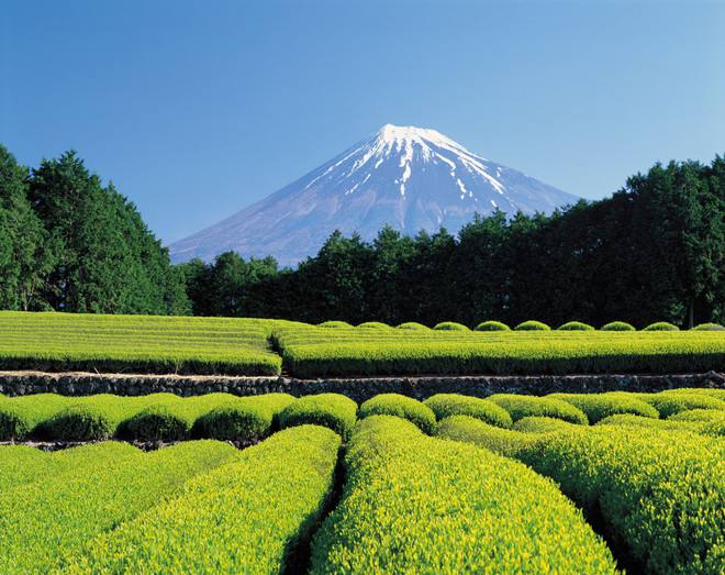 日本抹茶冰淇淋从浓到淡,体验当土豪的感觉