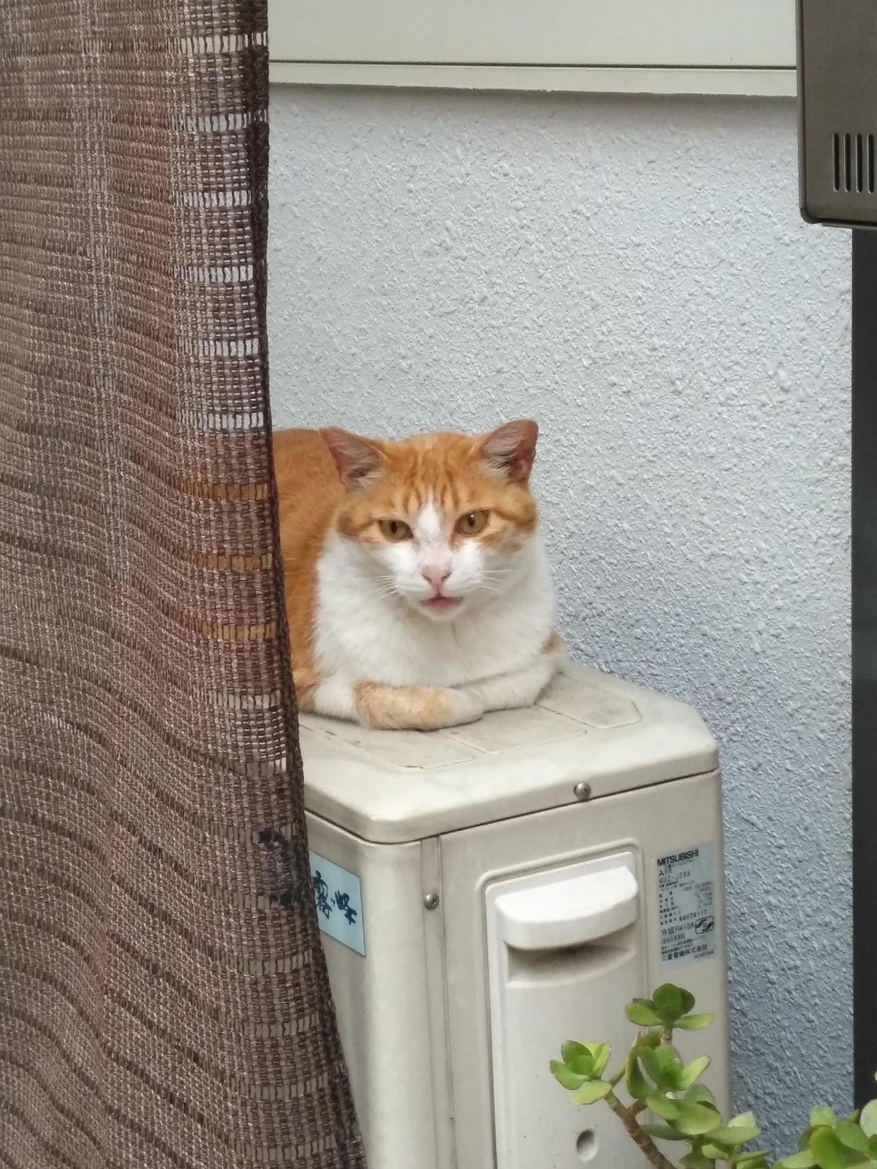 不会日语英语怎么去日本玩,英语日语不懂照样玩转日本大阪