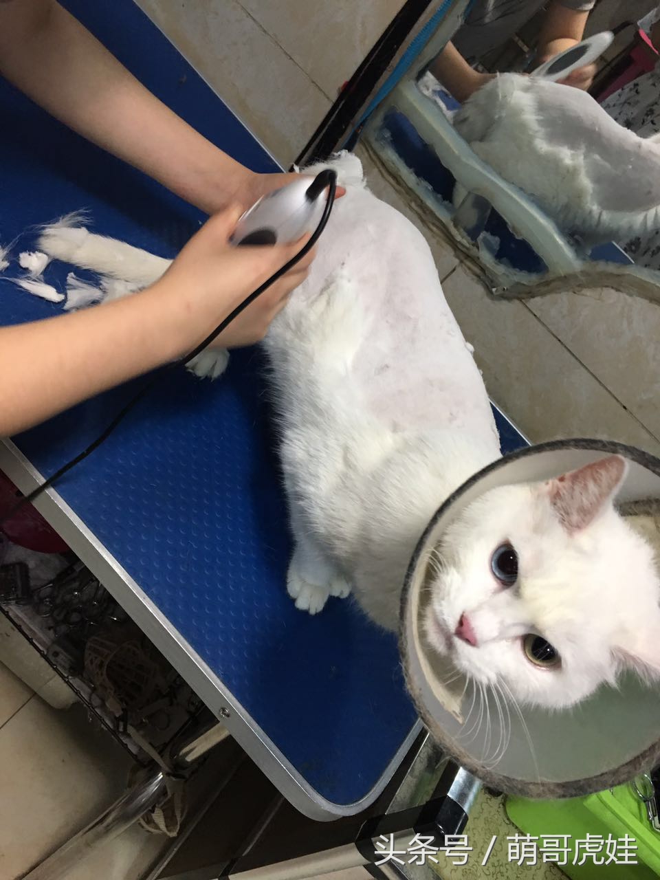 猫咪被剃毛的搞笑样子,被剃毛后的猫咪有多搞笑