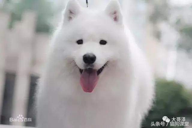 犬种介绍柴犬,萨摩耶是哪个国家的犬种