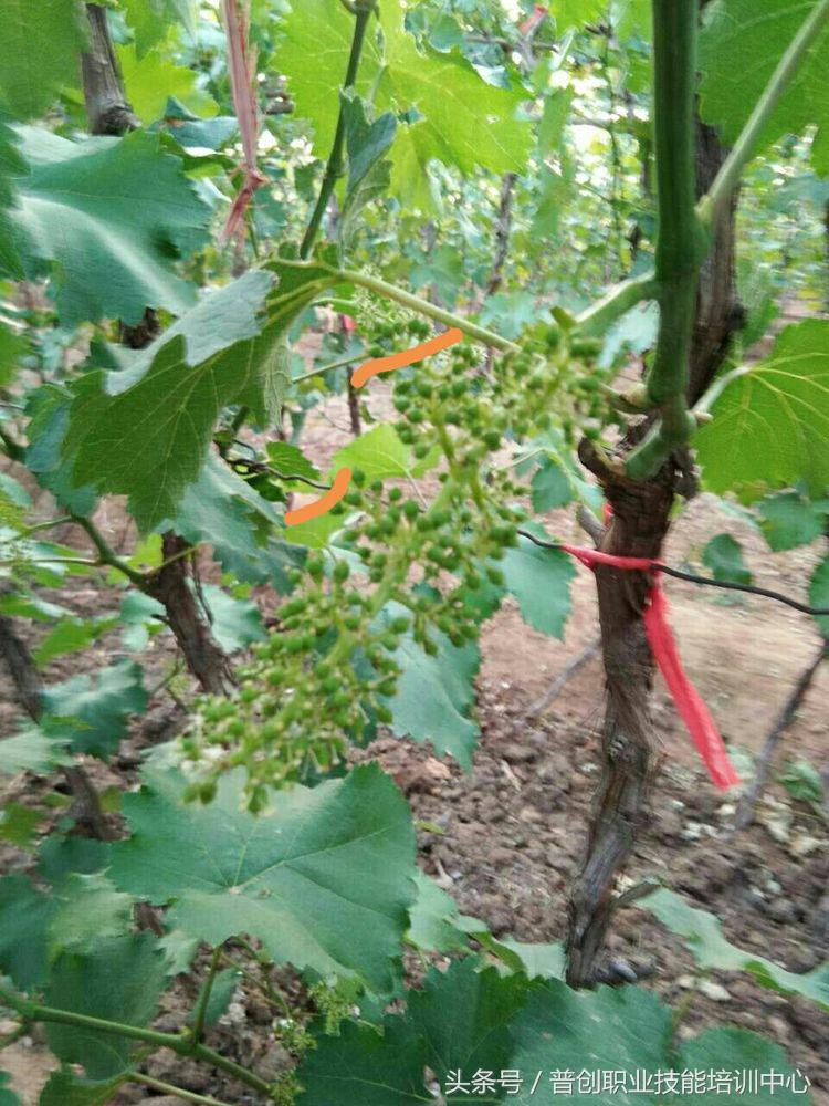 葡萄种植管理技术唐老师,如何管理葡萄才能高产的技术