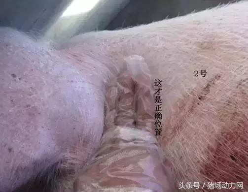 给猪打针起包怎么处理,怎样克服给猪打针的恐惧