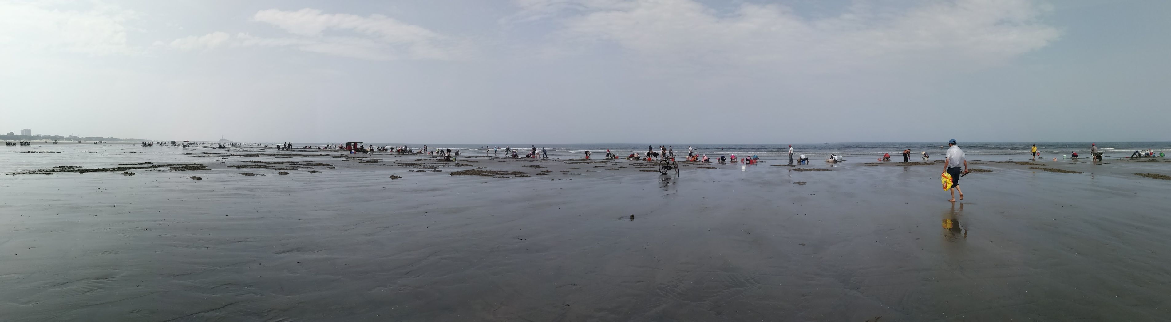 黄蛤怎么捕食,挖青蛤的正确方法视频