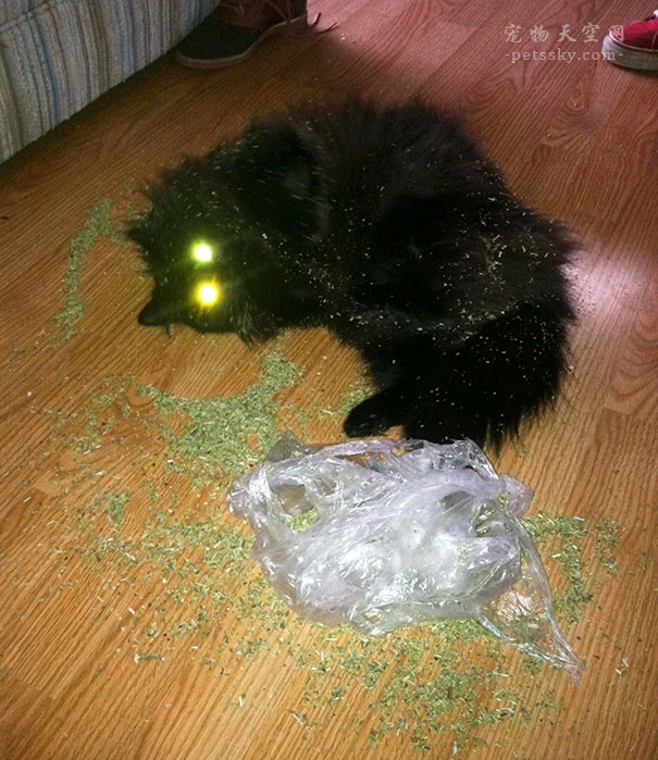 当猫碰到猫薄荷搞笑视频,猫咪遇到猫薄荷