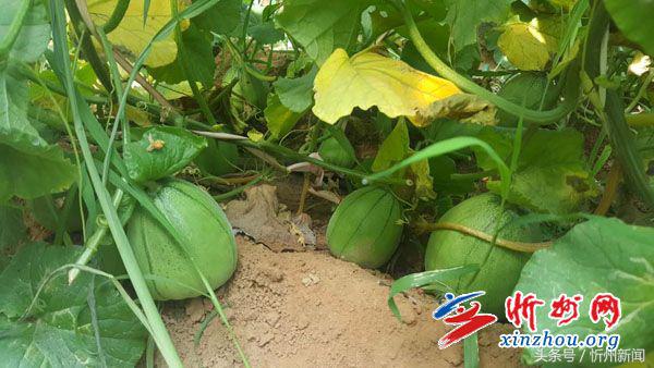 忻州市政协座谈会,忻州市政协调研