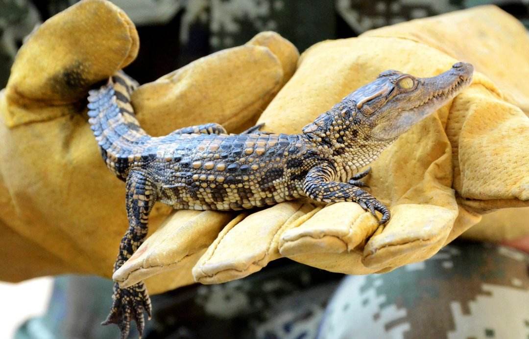 宠物鳄鱼跟什么一起养,养一只鳄鱼当宠物