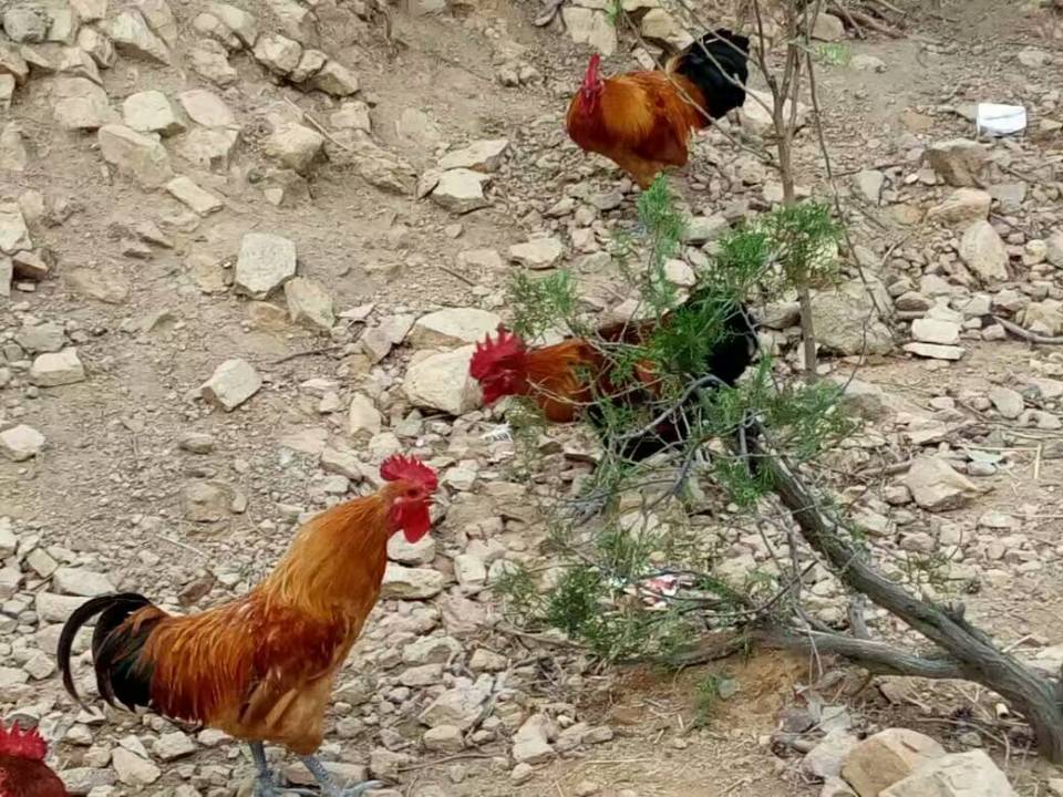 农村山里有什么特产,不起眼的农村土特产是什么