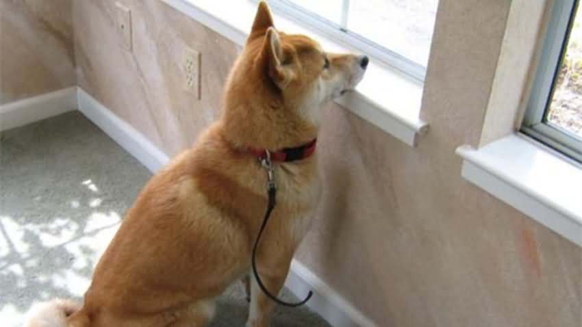 狗狗怕孤独怎么处理,狗狗狂躁不安怎么回事