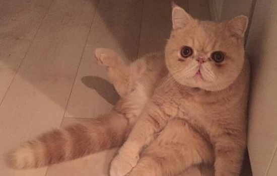 加菲猫大便拉不成形,加菲猫怎么教猫咪在厕所大便