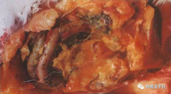 鸡败血性大肠杆菌怎么治疗,鸡大肠杆菌病治死率