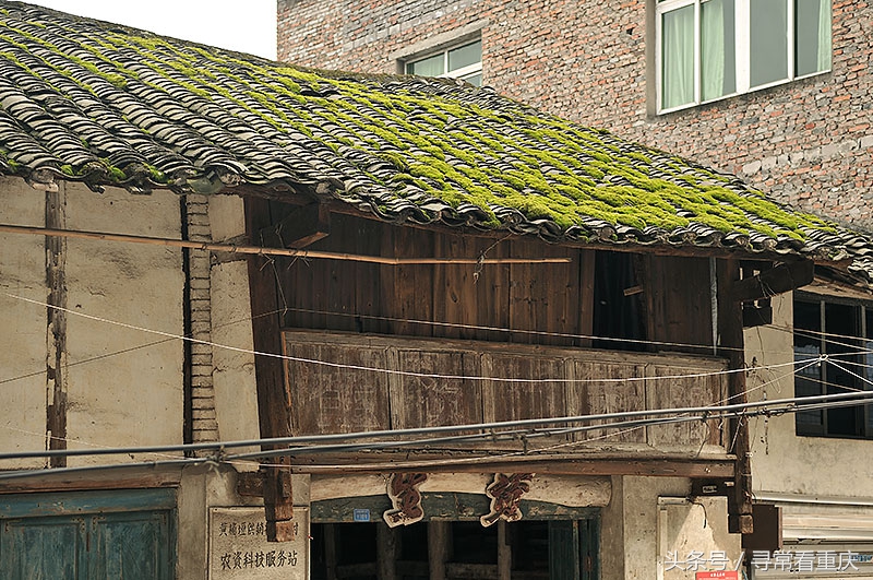 渝黔茶马古道视频,探访茶马古道上的蜈蚣桥