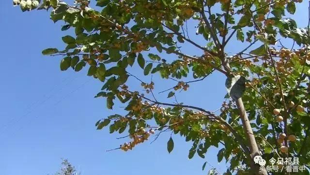 两棵枣树的小说,两颗枣树鲁迅朗读