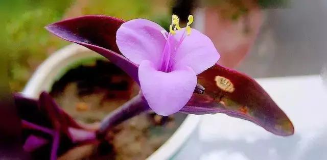 鸭跖草花的图片,紫鸭跖草花图片