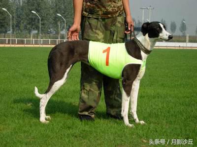 格力犬的耐力训练方法,格力犬的速度训练方法