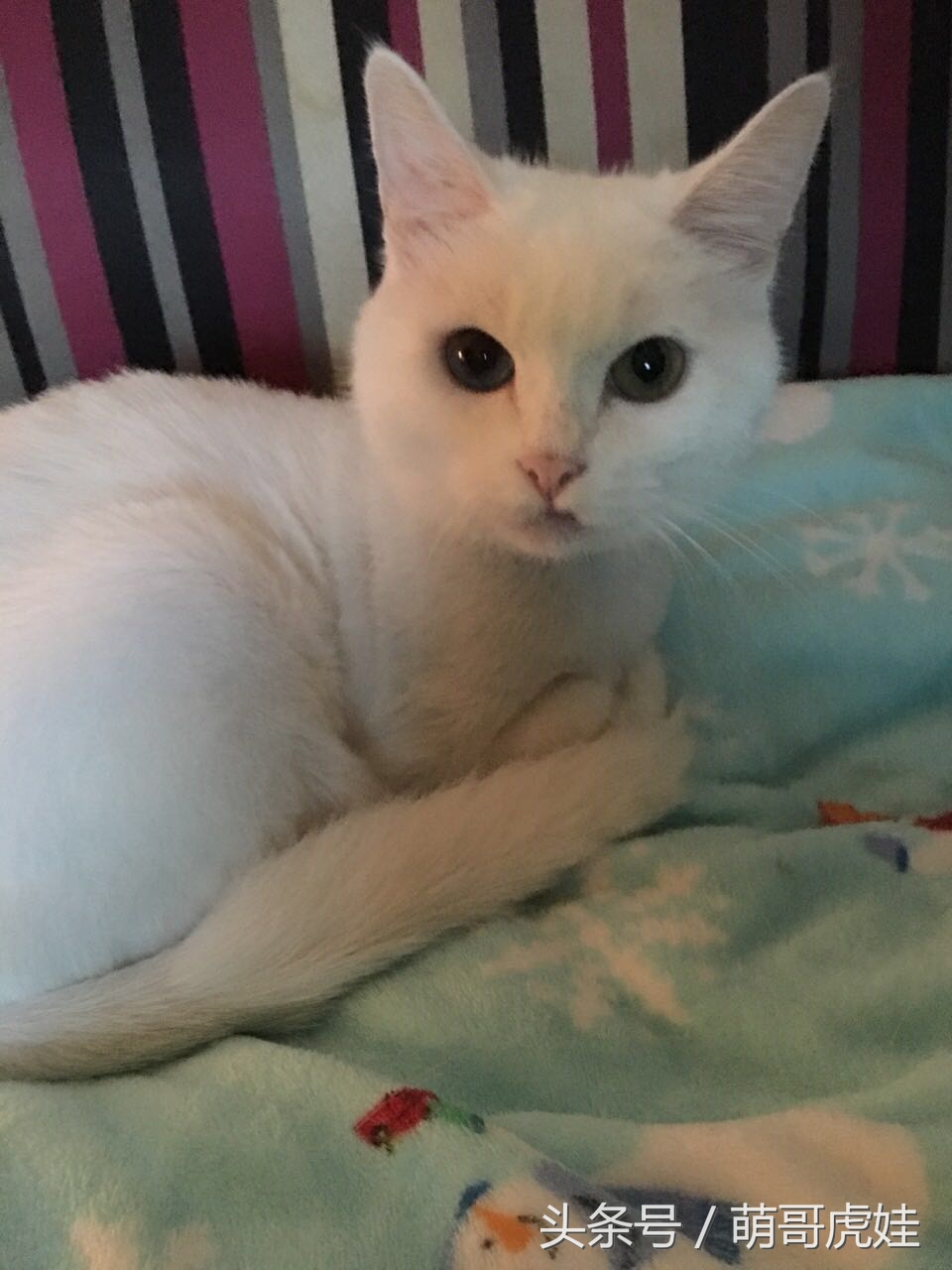 猫咪被剃毛的搞笑样子,被剃毛后的猫咪有多搞笑