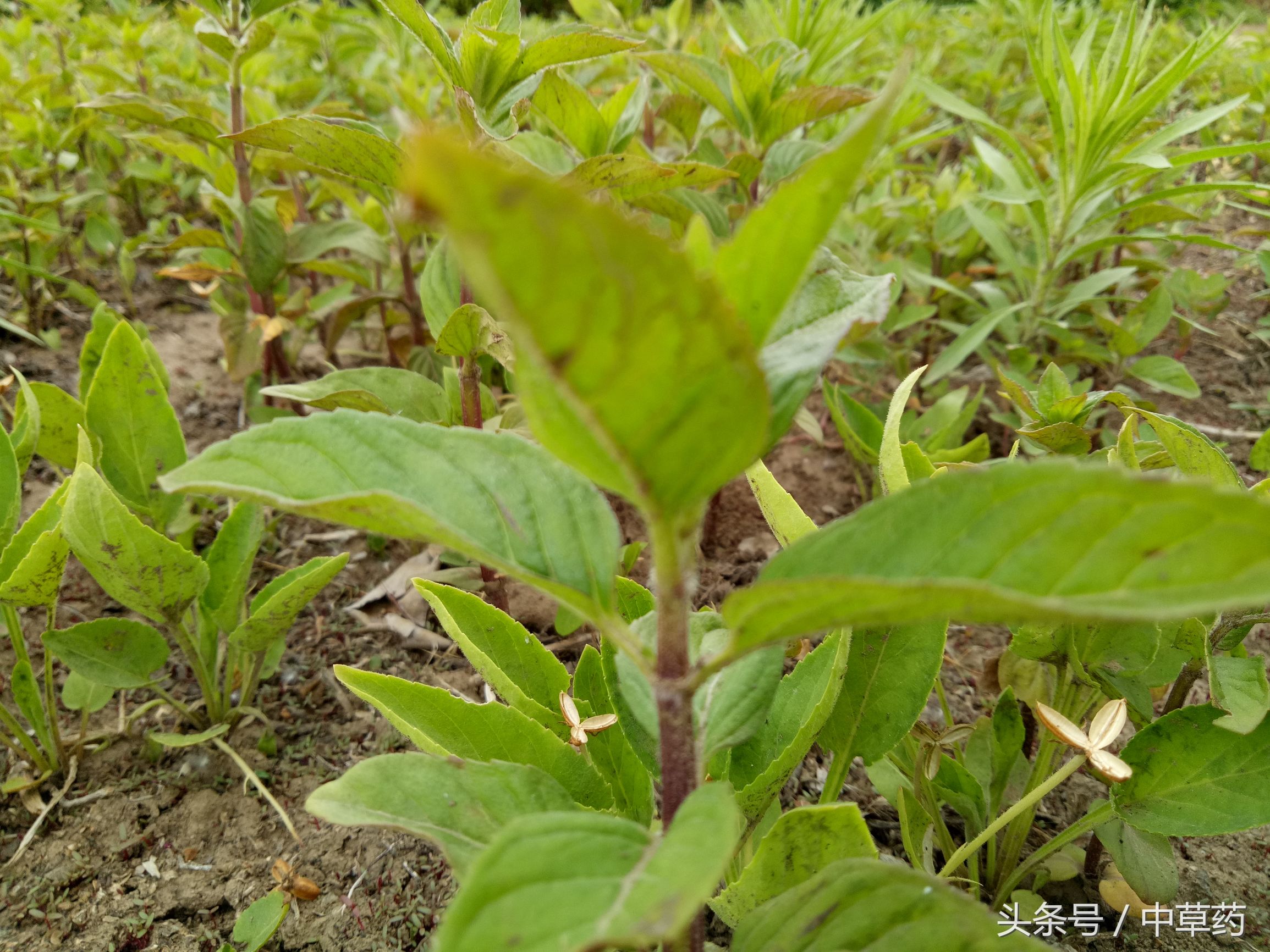 原来薄荷还有这样的用途,日常使用薄荷的好处都有哪几种