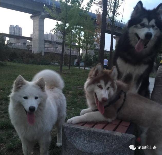 哈士奇和萨摩耶一起养,同时养哈士奇萨摩耶和阿拉斯加
