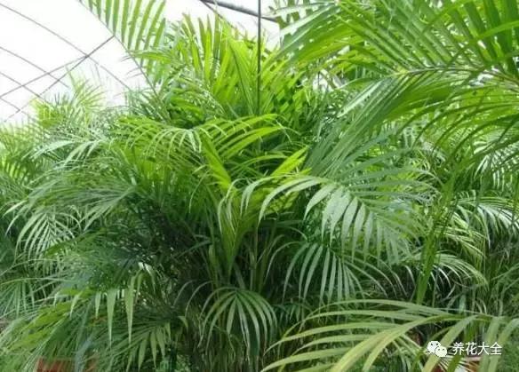 能驱虫的花,什么花养在家里可以净化空气