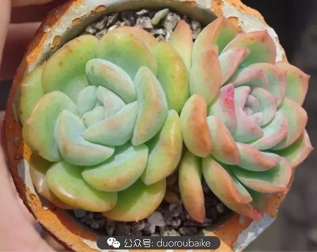 大浙江的多肉也来拉仇恨咯！即使淋雨也不褪色！我有妙招！