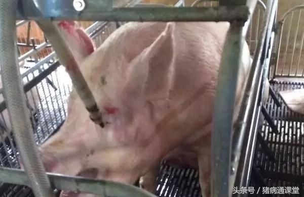 母猪热应激的紧急处理方法有哪些？