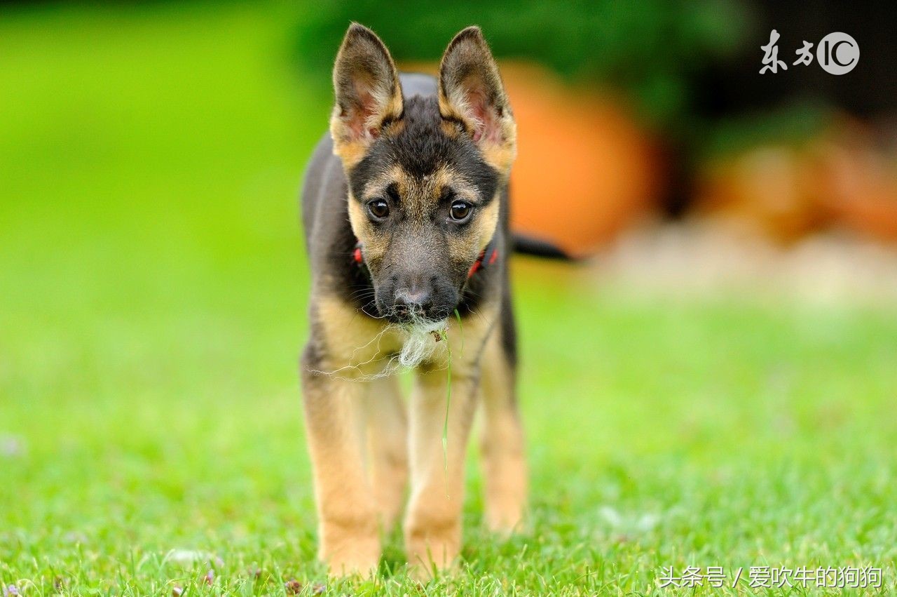 怎么看狗狗缺钙不缺钙,幼犬怎么补钙最快最好