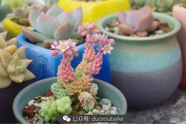 大浙江的多肉也来拉仇恨咯！即使淋雨也不褪色！我有妙招！