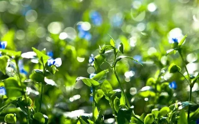 鸭跖草花的图片,紫鸭跖草花图片