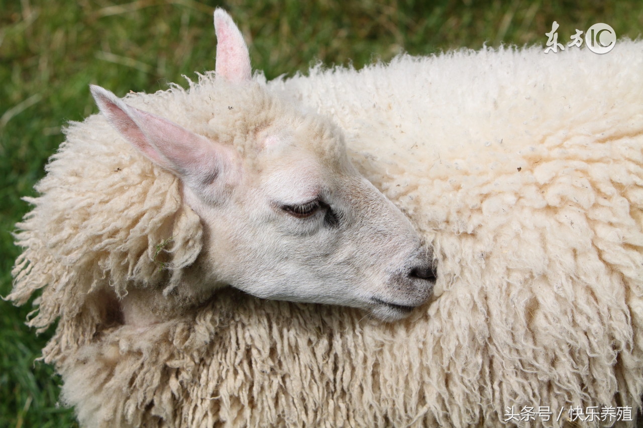 养羊难产的秘诀,养羊怀孕管理方法