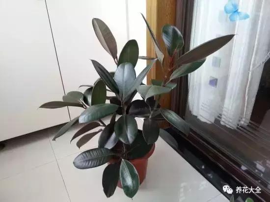 什么花驱虫又香,什么花驱虫又不伤人