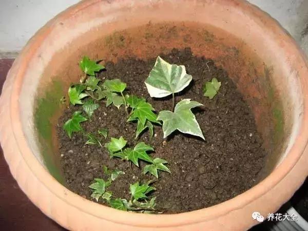 能驱虫的花,什么花养在家里可以净化空气