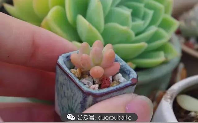 大浙江的多肉也来拉仇恨咯！即使淋雨也不褪色！我有妙招！