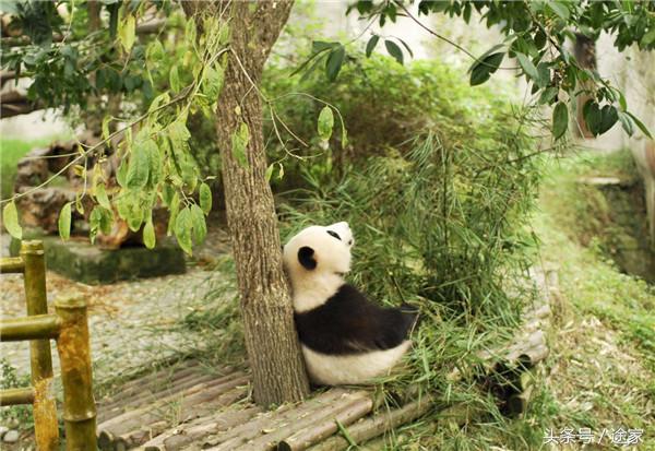 成都旅游打卡的必选之地,成都必去打卡地旅游攻略