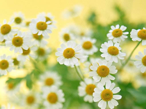 有意思的对联大全集,有深意的对联大全