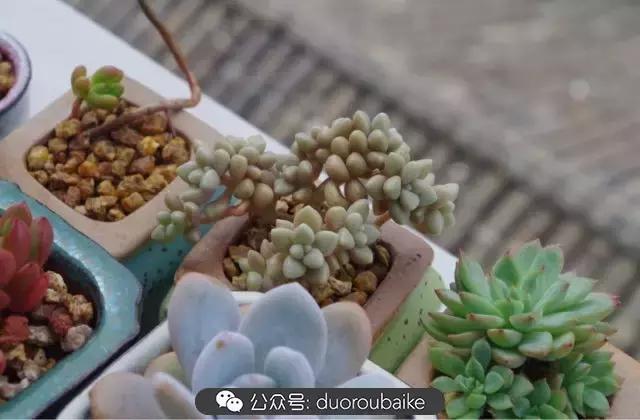 大浙江的多肉也来拉仇恨咯！即使淋雨也不褪色！我有妙招！