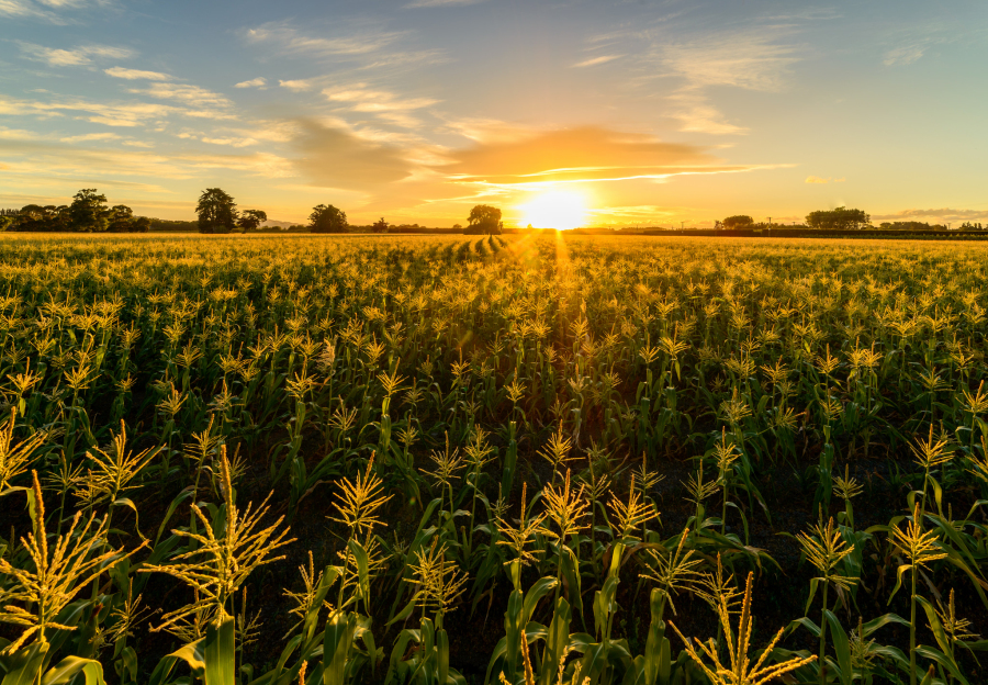 夏日清凉经典歌曲,100首夏日诗词助你清凉一夏