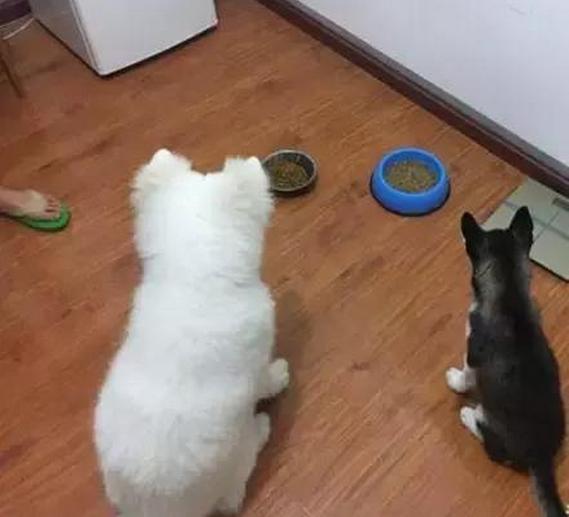 厉害了，竟然同时养了哈士奇和萨摩耶！貌似经常打架啊！