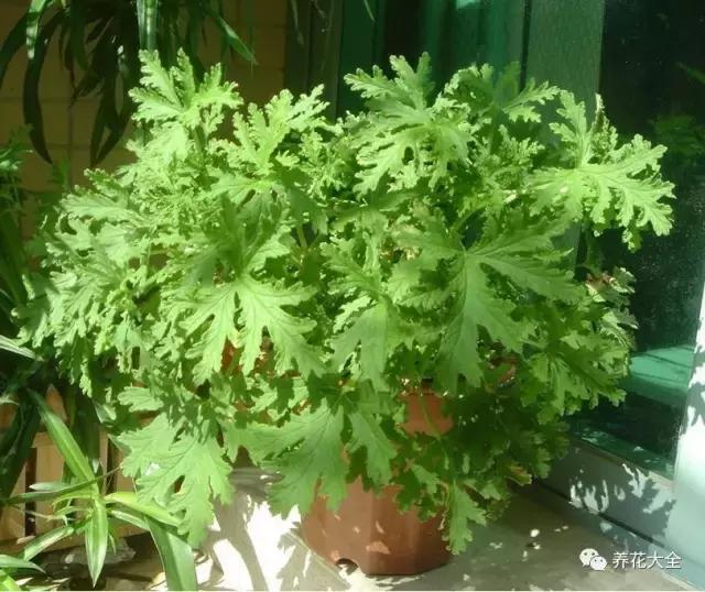 什么花驱虫又香,什么花驱虫又不伤人