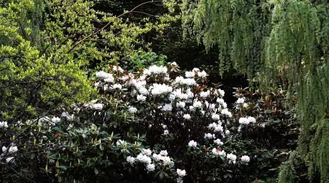 川西最美草原,川西绝美小众秘境草地